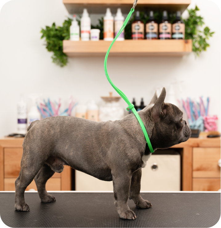 Jelly Pet Grooming Loops Jelly Pet Grooming Loops